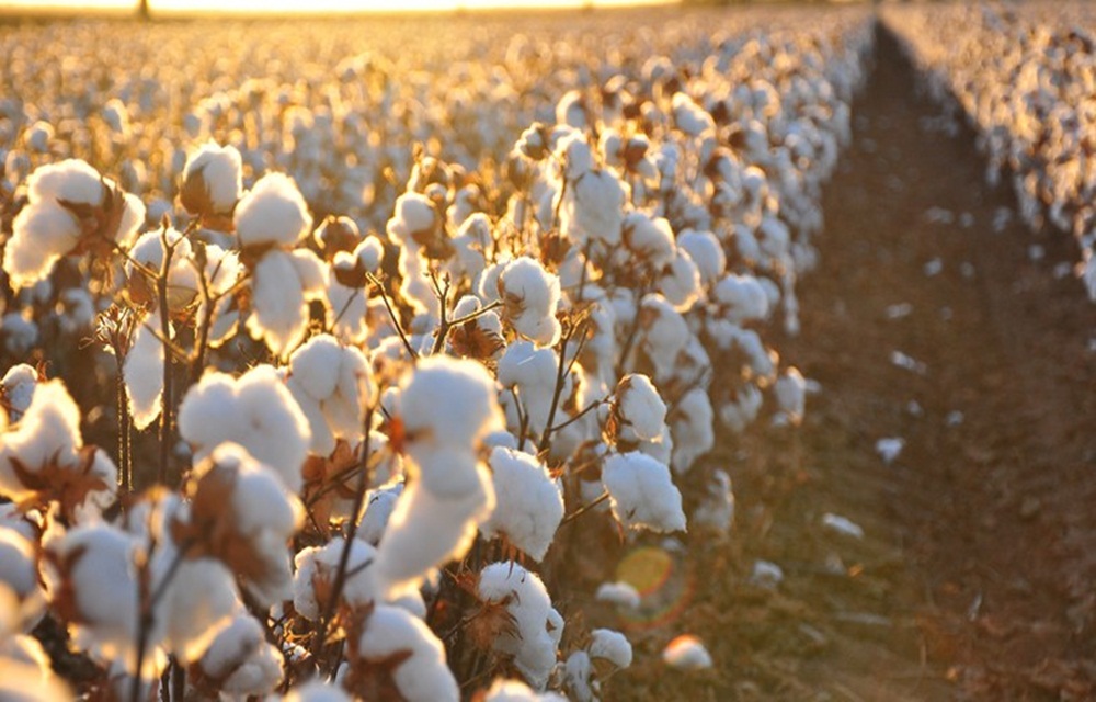 Ir para  <p>Os munic&iacute;pios campe&otilde;es em <strong>produ&ccedil;&atilde;o agr&iacute;cola</strong> individual no Brasil e em produ&ccedil;&atilde;o de frutas ficam no...